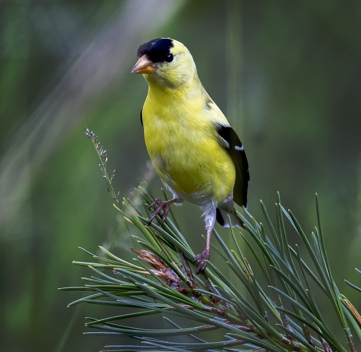 American Goldfinch - ML646472515