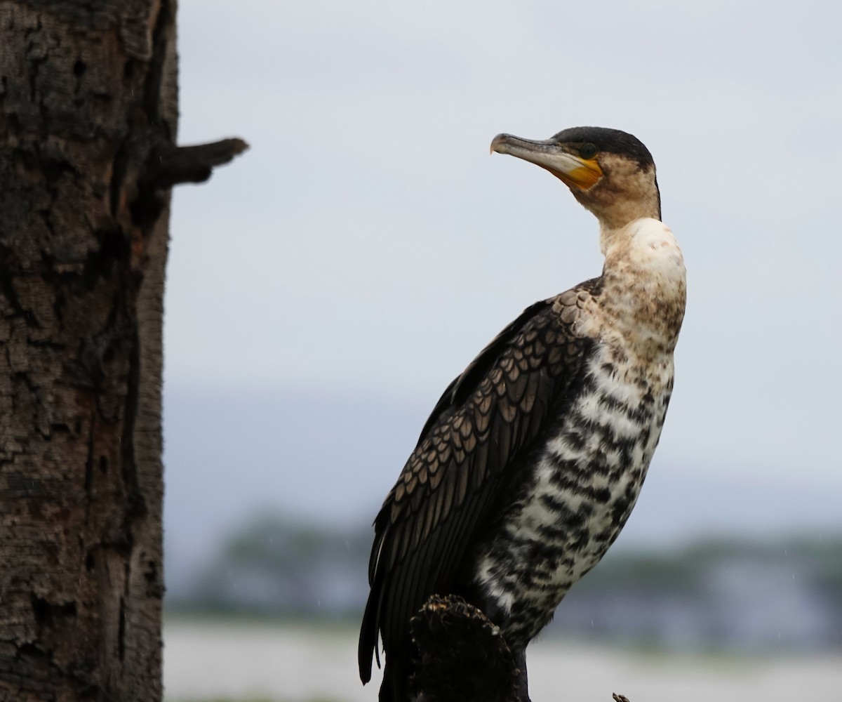 kormorán velký - ML646472516