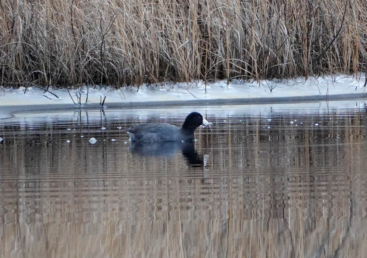 American Coot - ML646472517