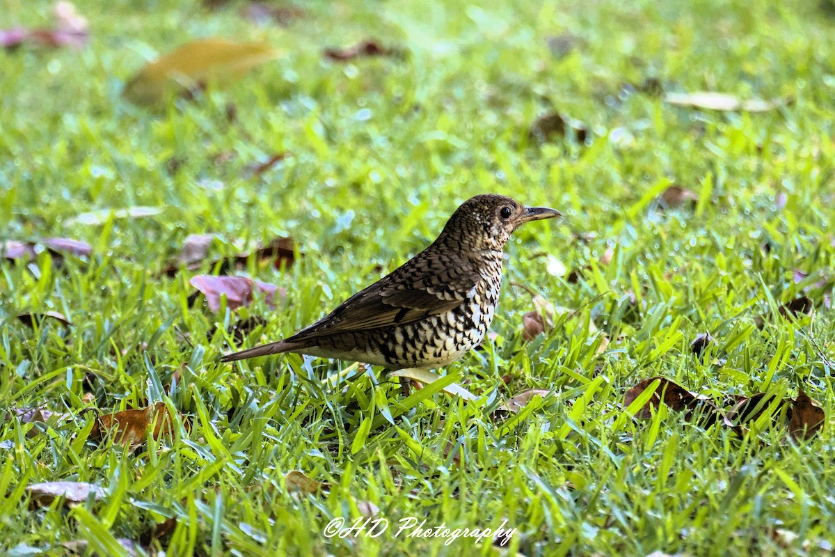 Russet-tailed Thrush - ML646472520