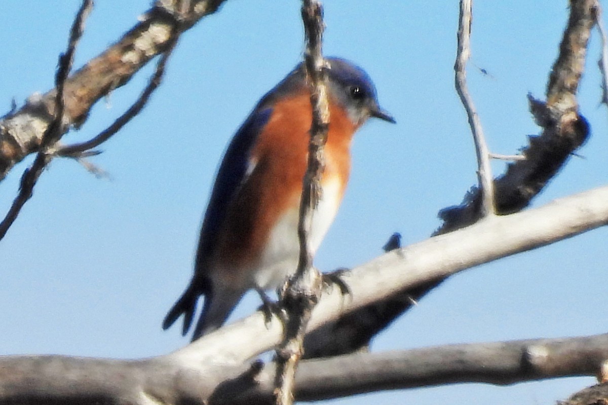 Eastern Bluebird - ML646472521
