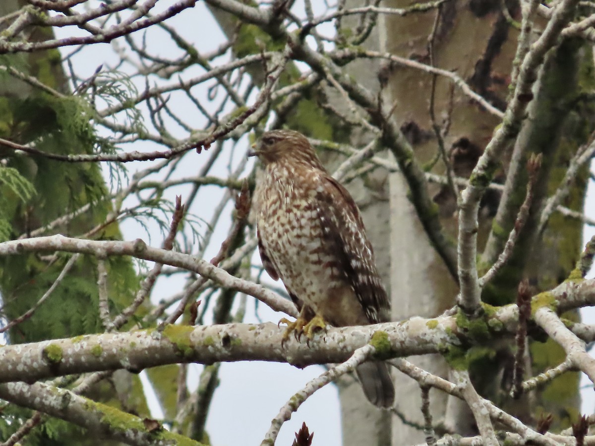 Red-shouldered Hawk - ML646472522