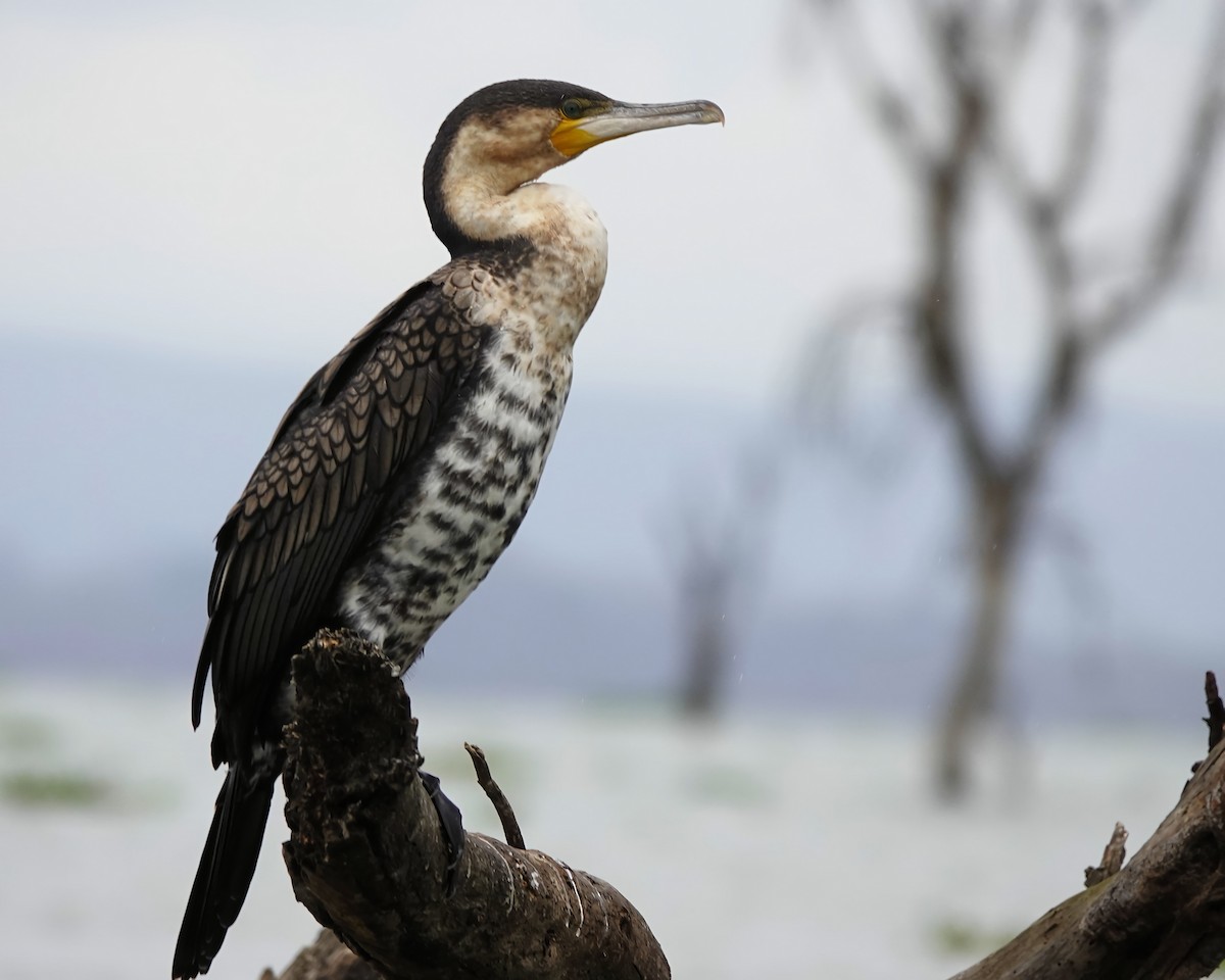 kormorán velký - ML646472523