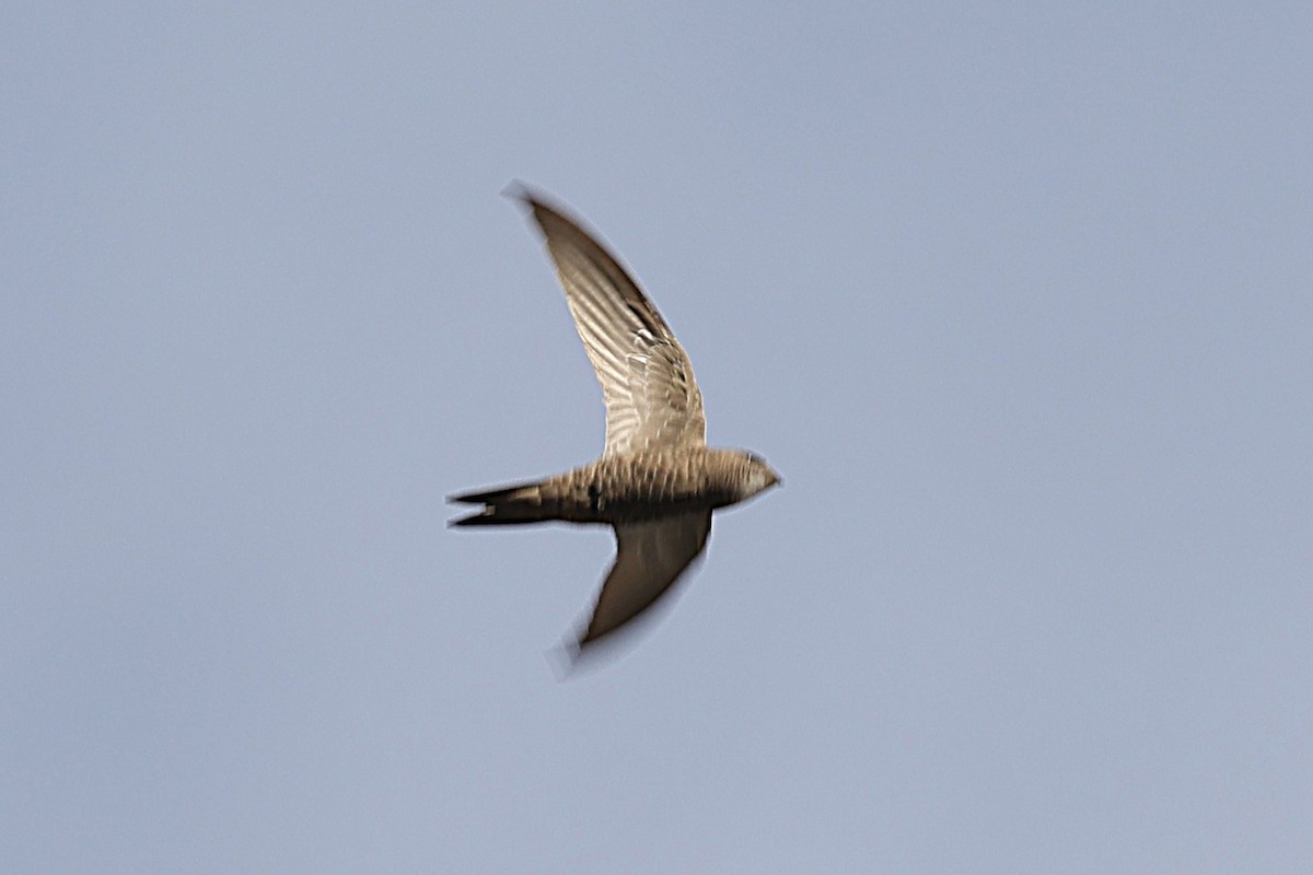Pallid Swift - ML646472526