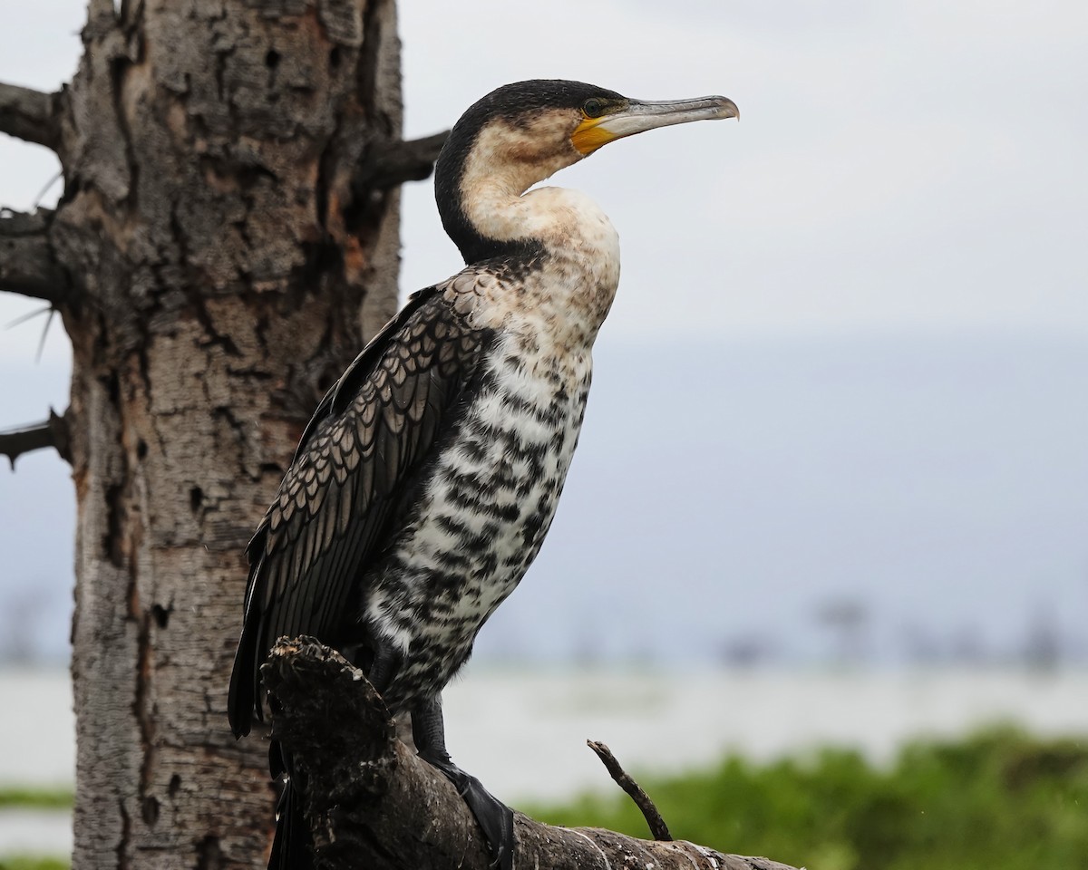 kormorán velký - ML646472527