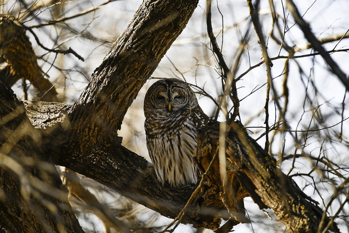Barred Owl - ML646472529