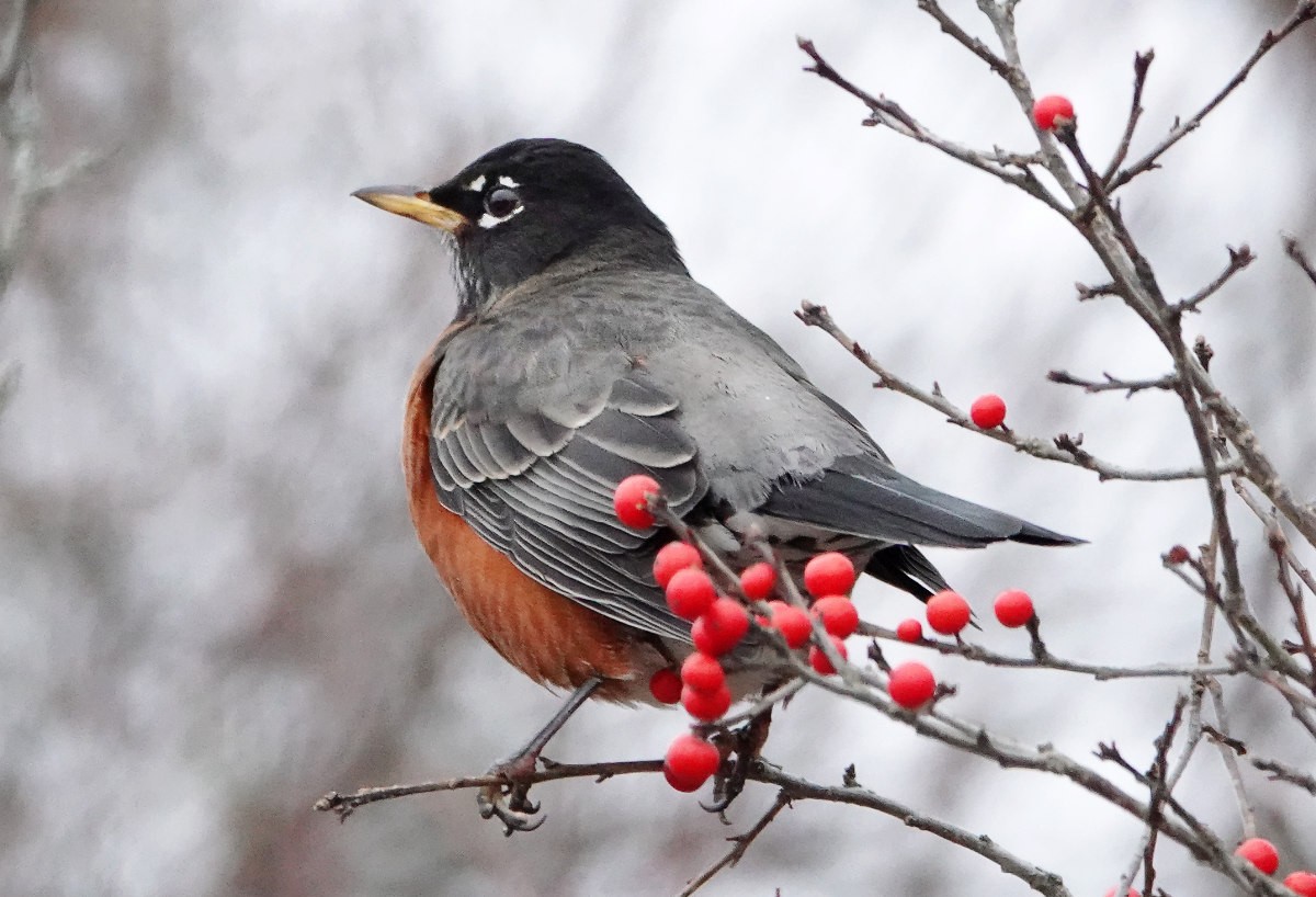 American Robin - ML646472530