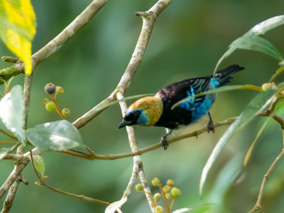 Танагра синьощока - ML646472531