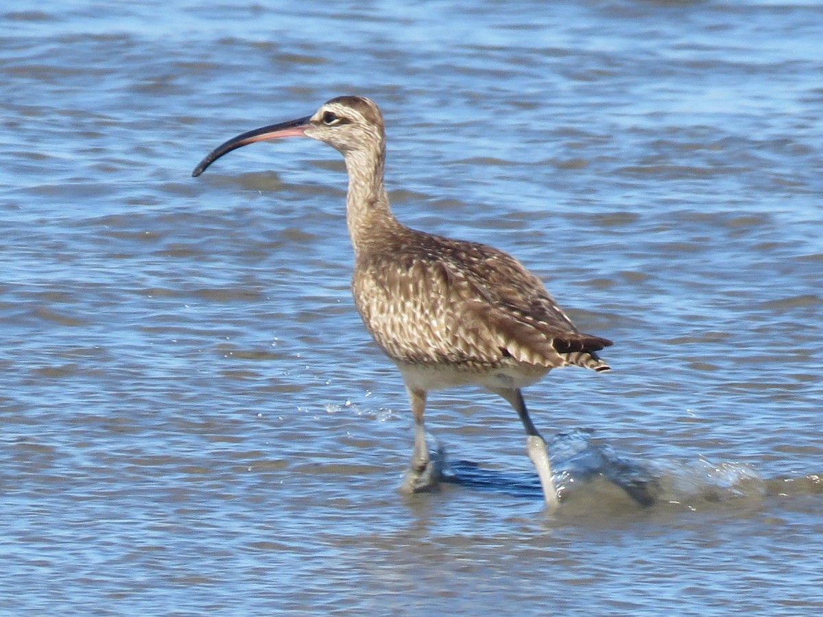 Hudsonian Whimbrel - ML646472532