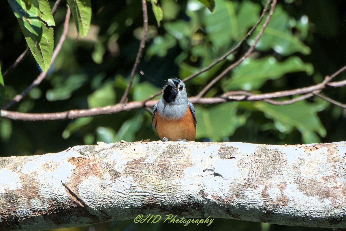 Black-faced Monarch - ML646472535