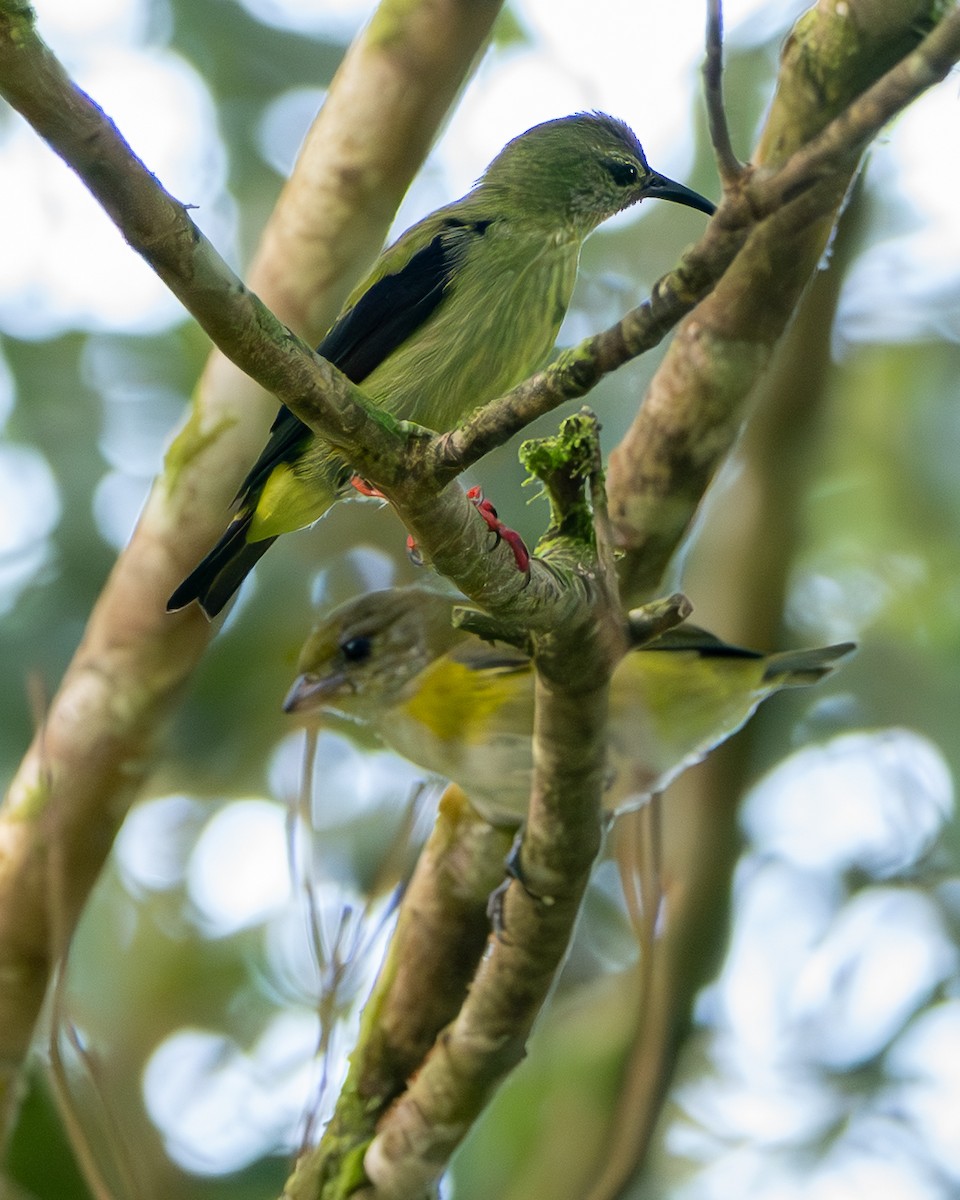 Гутурама узлісна - ML646472536