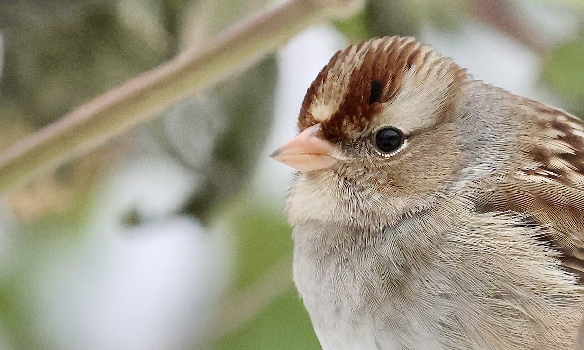 White-crowned Sparrow - ML646472543