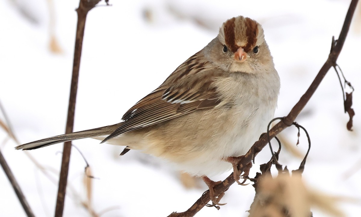 White-crowned Sparrow - ML646472544