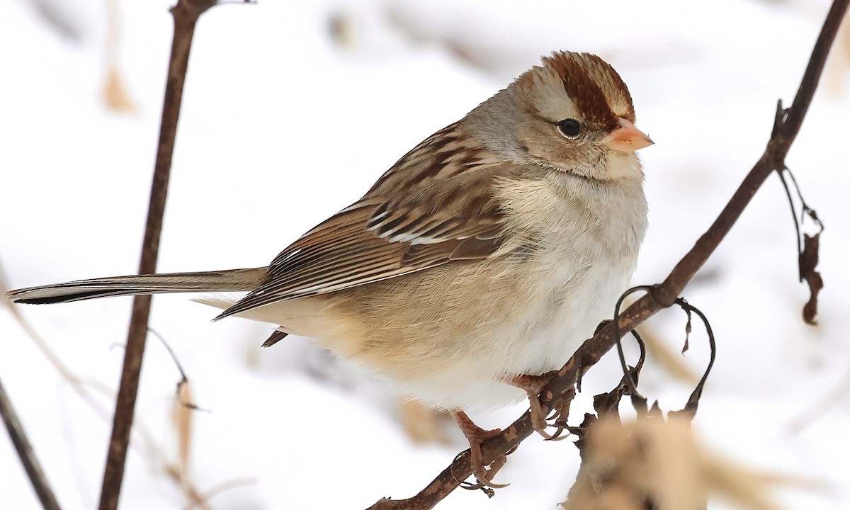 White-crowned Sparrow - ML646472545