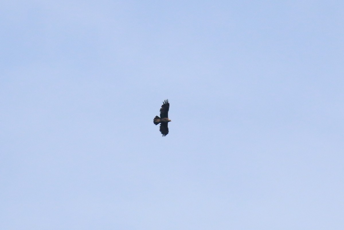 Golden Eagle - ML646472546