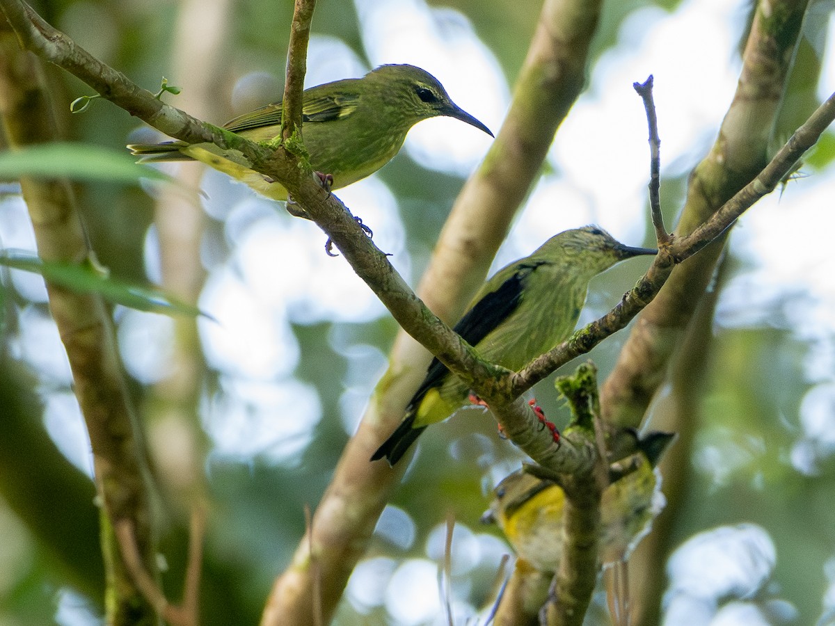 Танагра-медоїд бірюзова - ML646472551