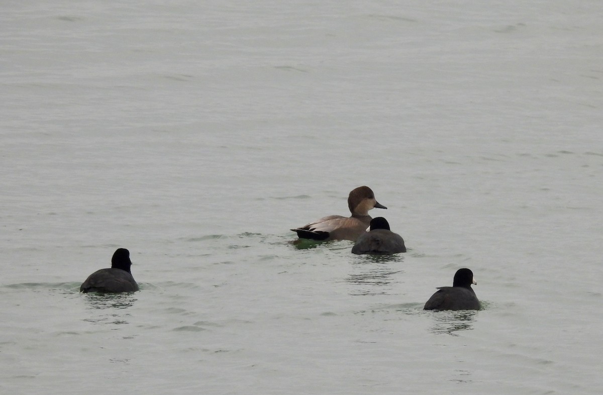 kopřivka obecná - ML646472554