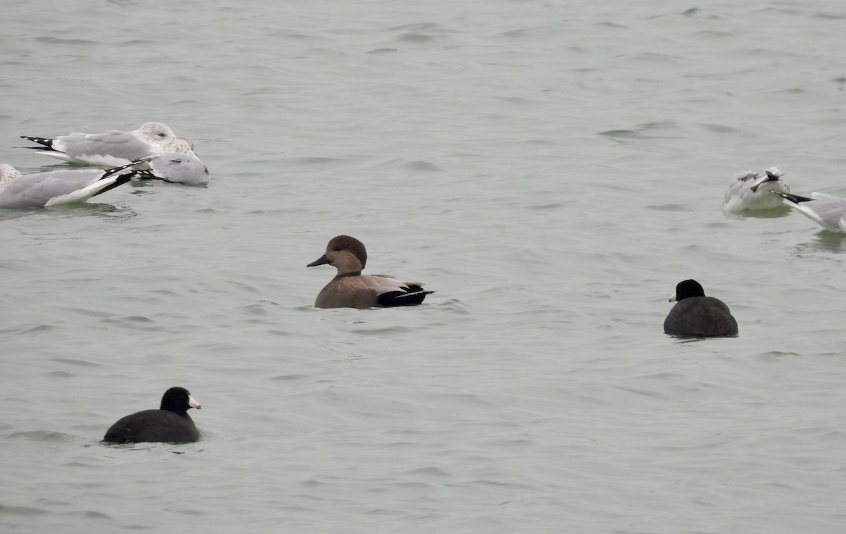 kopřivka obecná - ML646472555