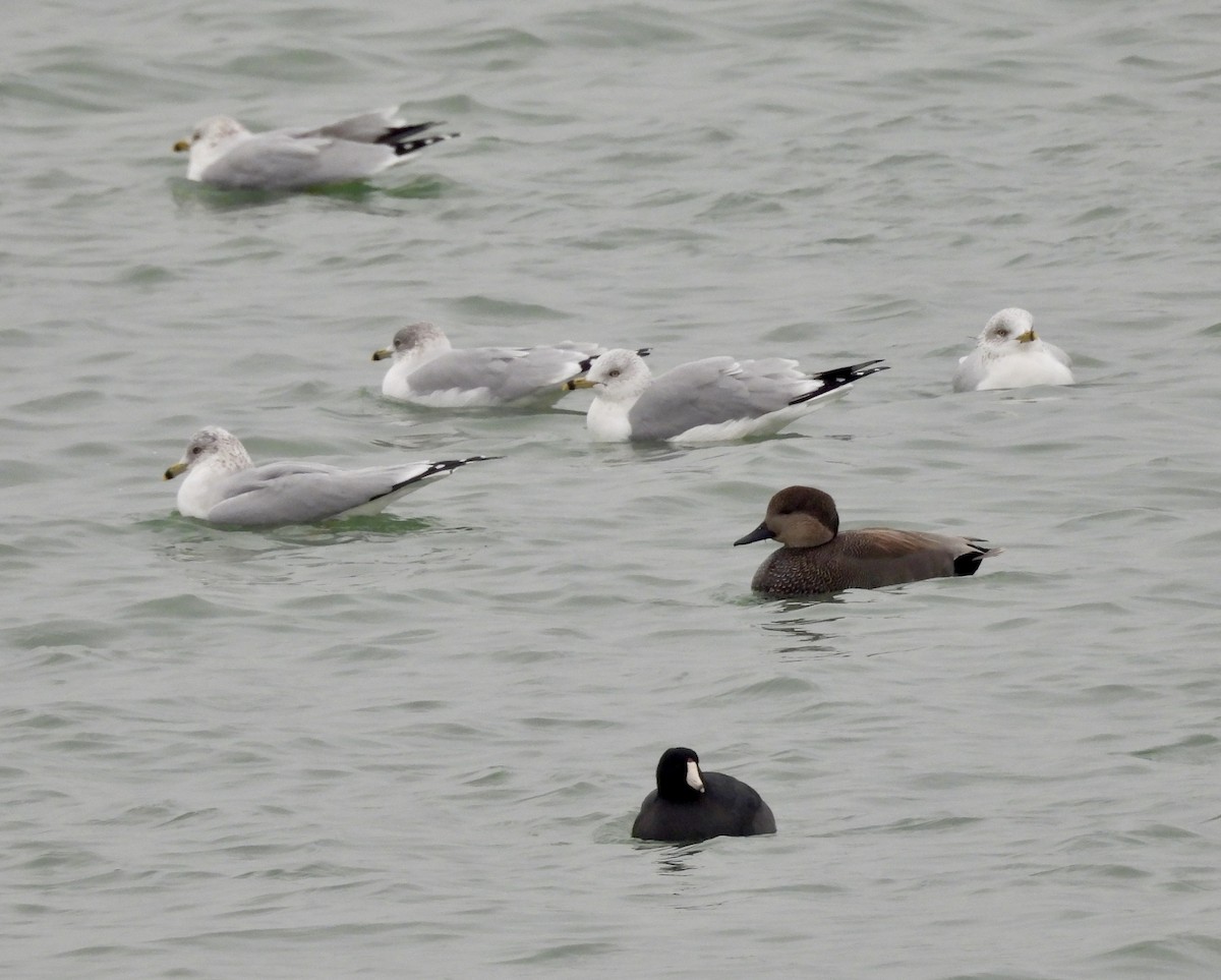 kopřivka obecná - ML646472556