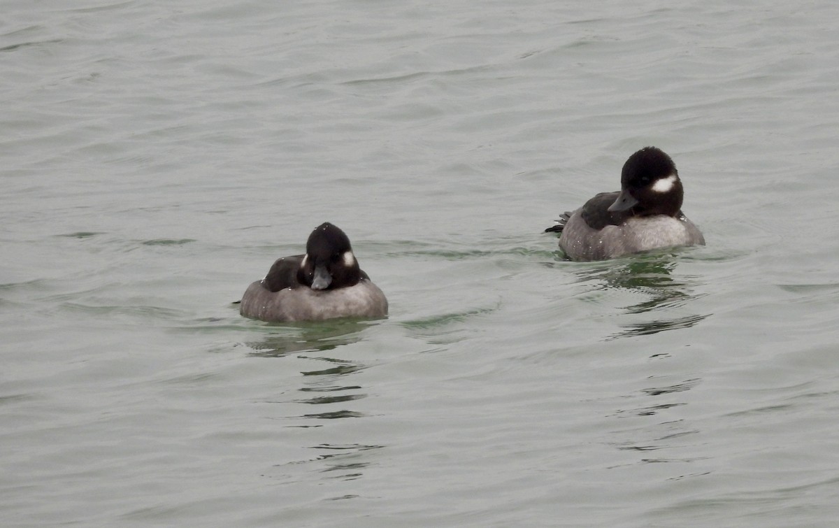 hohol bělavý - ML646472560