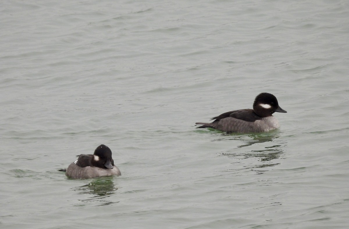 hohol bělavý - ML646472561