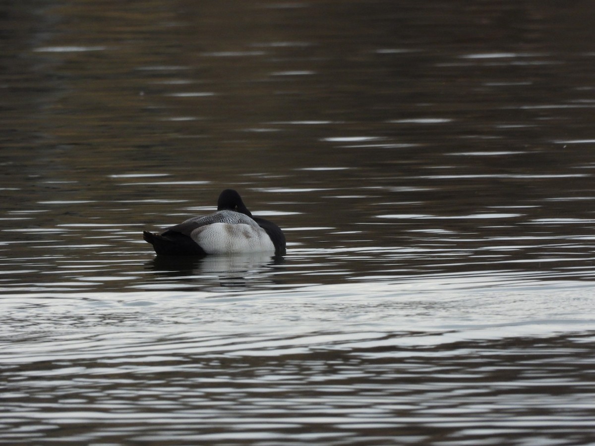 bergand - ML646472562