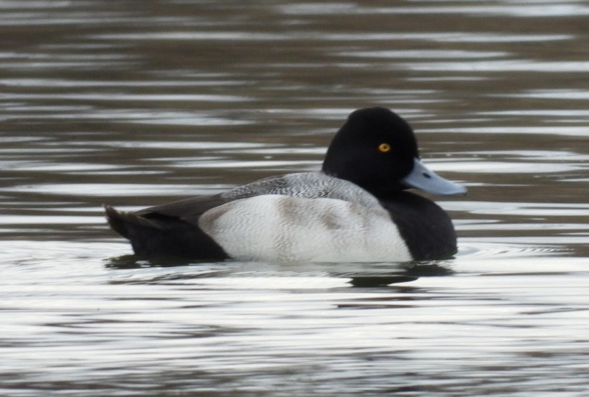 bergand - ML646472563