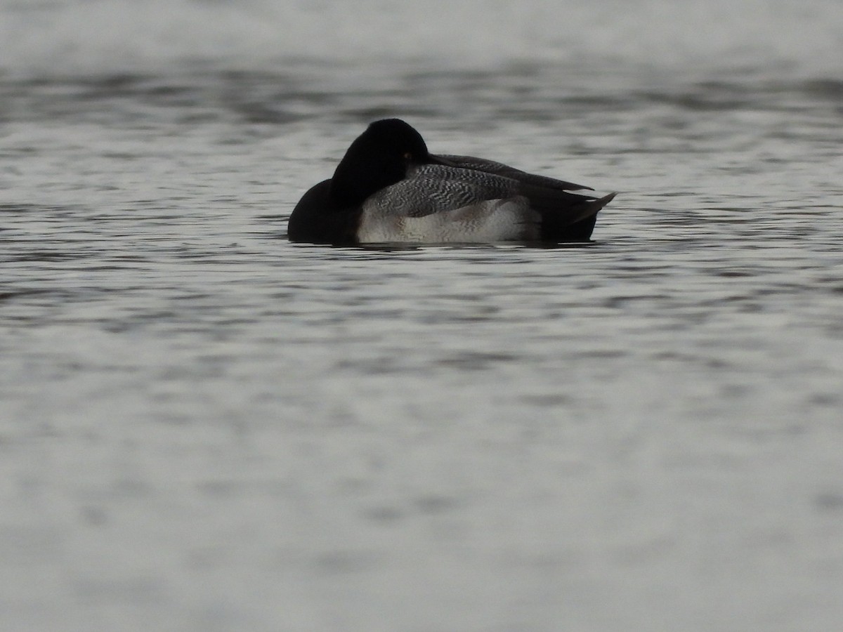 bergand - ML646472564