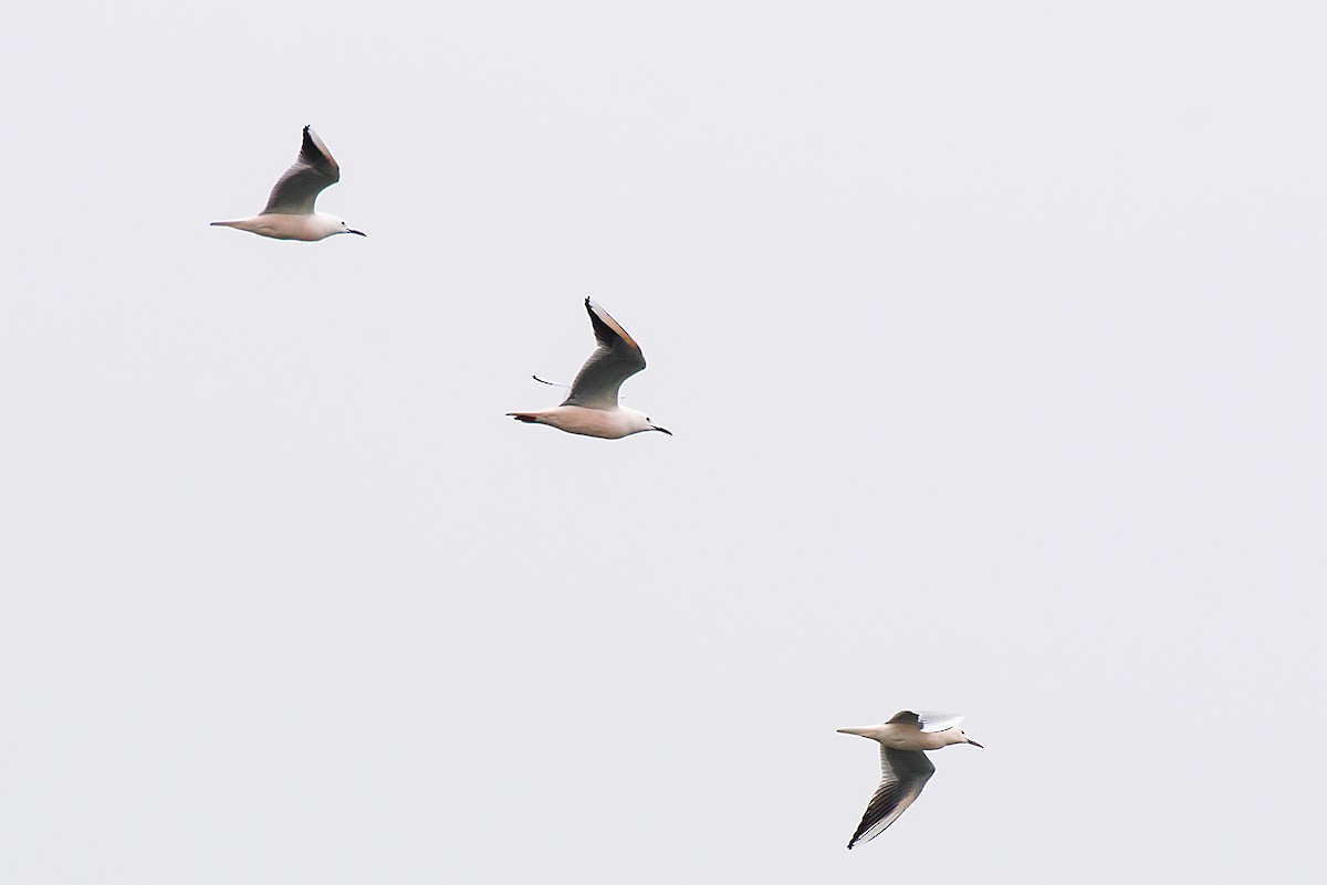 Slender-billed Gull - ML646472565