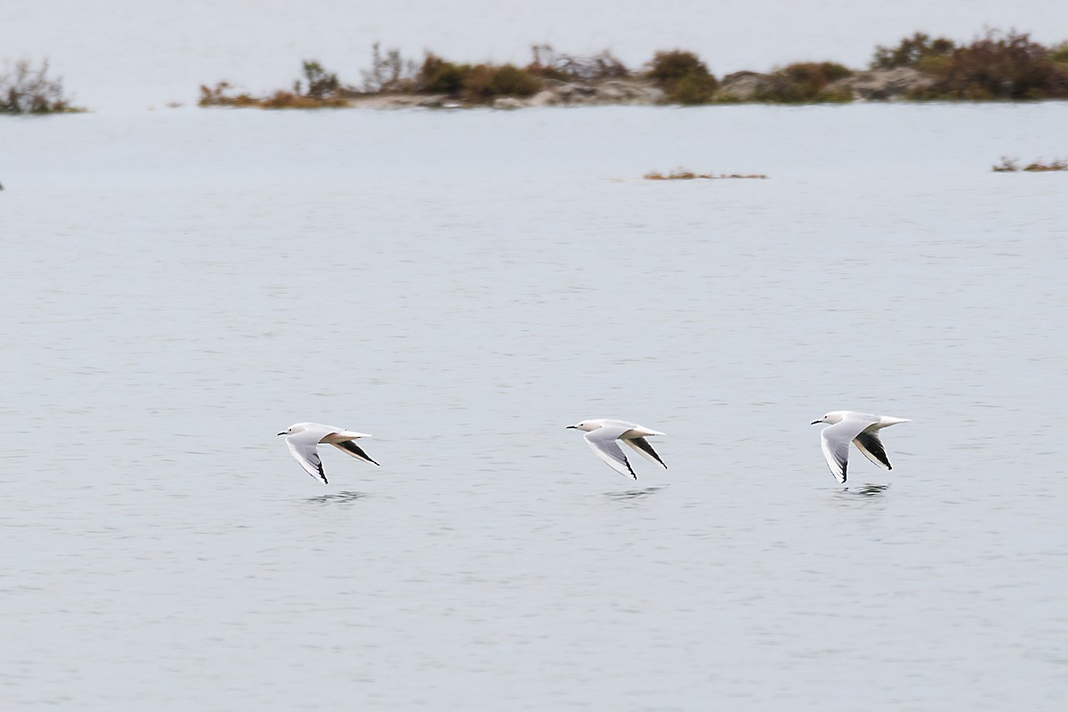 Slender-billed Gull - ML646472567