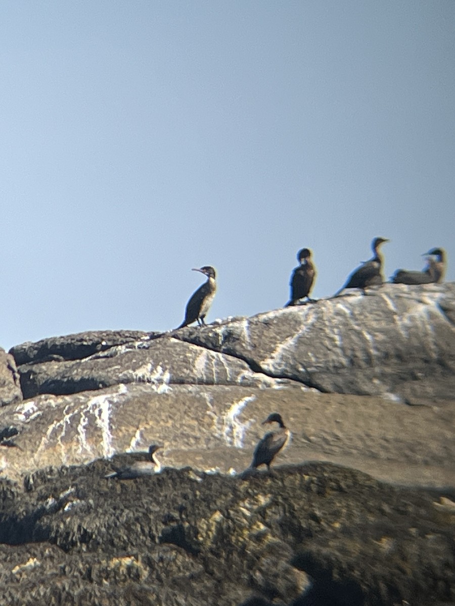 Ubarroi handia - ML646472569