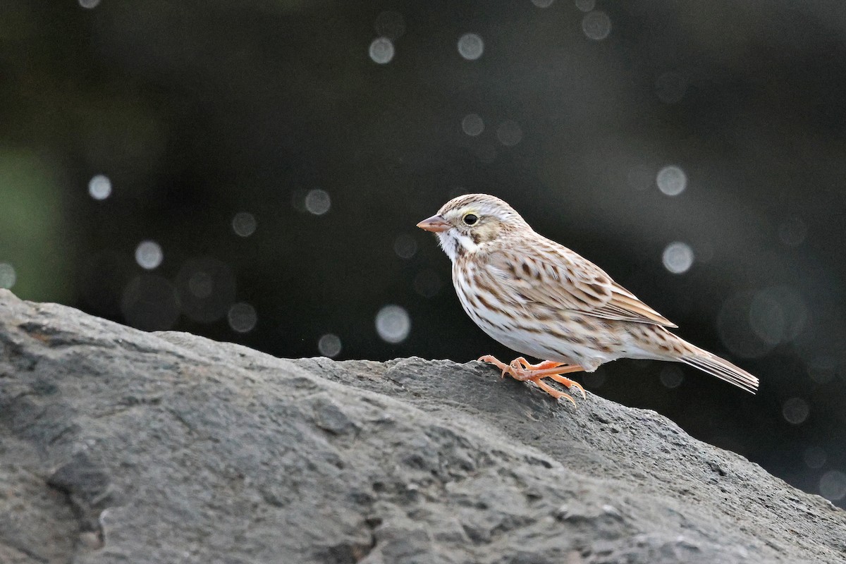 Chingolo Sabanero - ML646472570