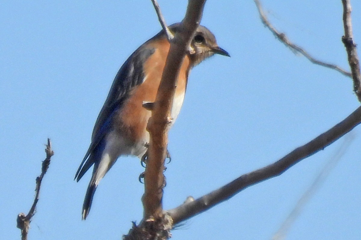 Eastern Bluebird - ML646472574