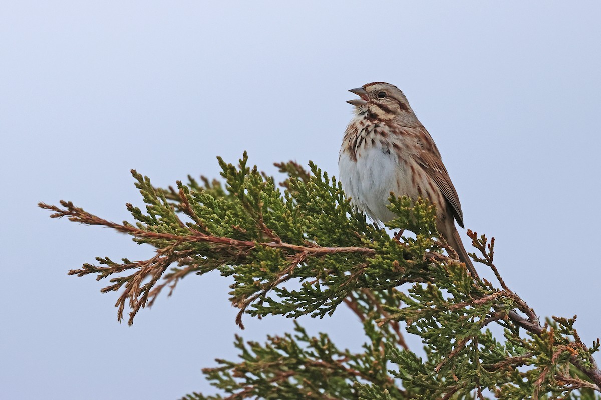 Song Sparrow - ML646472585