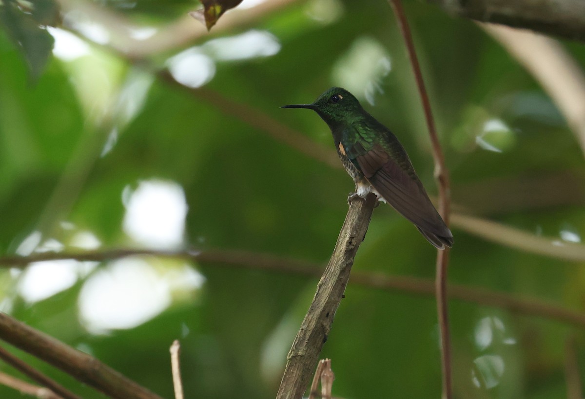 Héliange à queue bleue - ML646472587