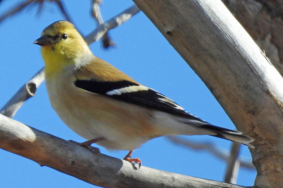 American Goldfinch - ML646472598