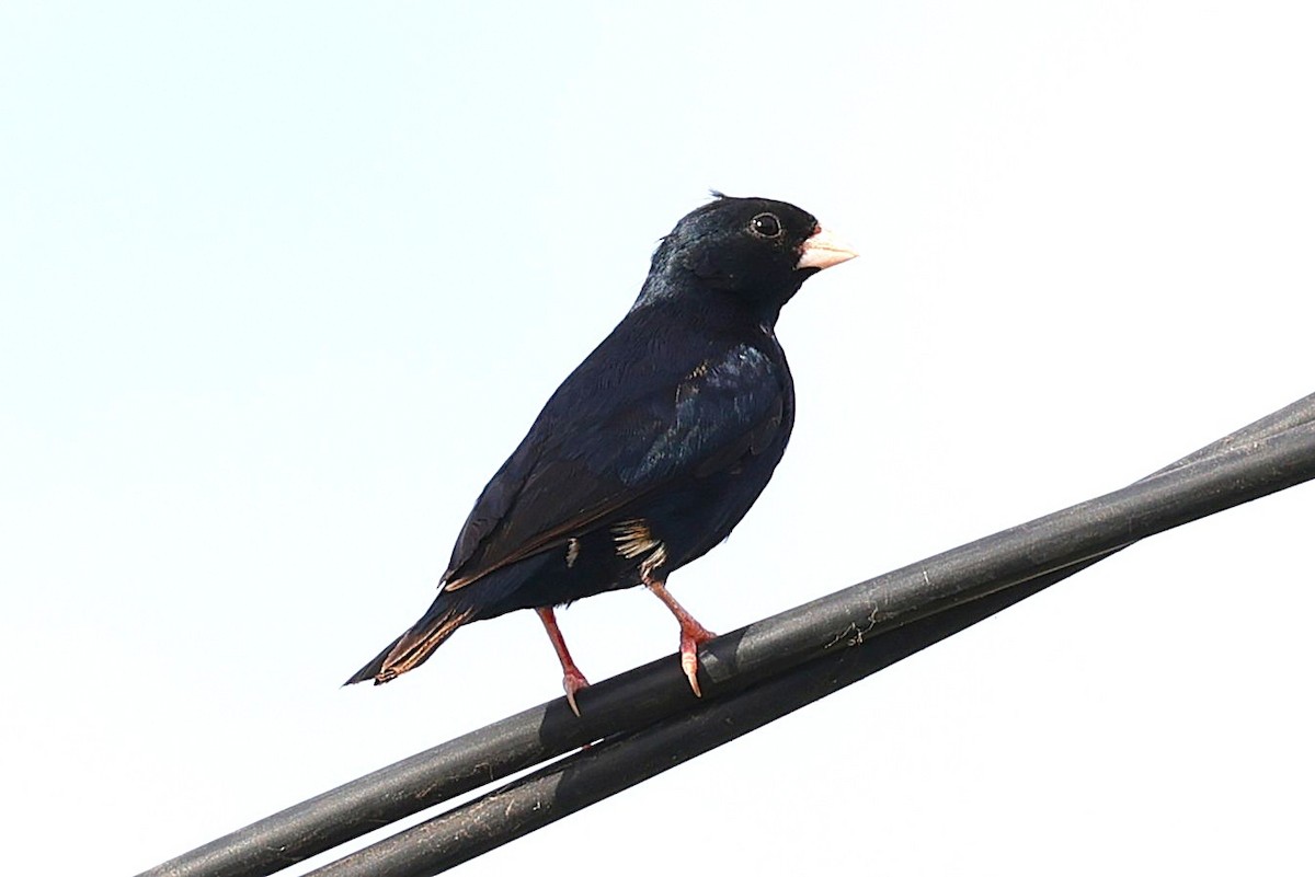 Village Indigobird - ML646472599