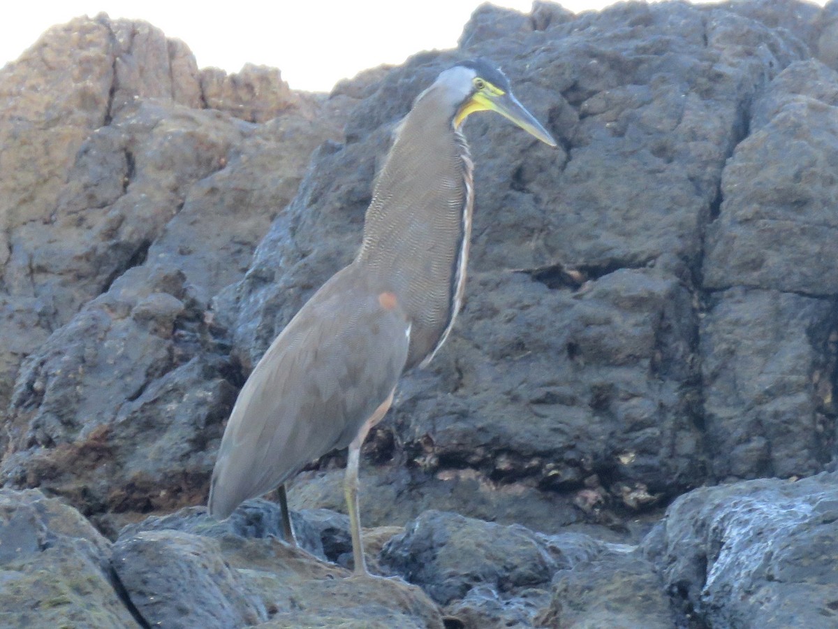 Bare-throated Tiger-Heron - ML646472600