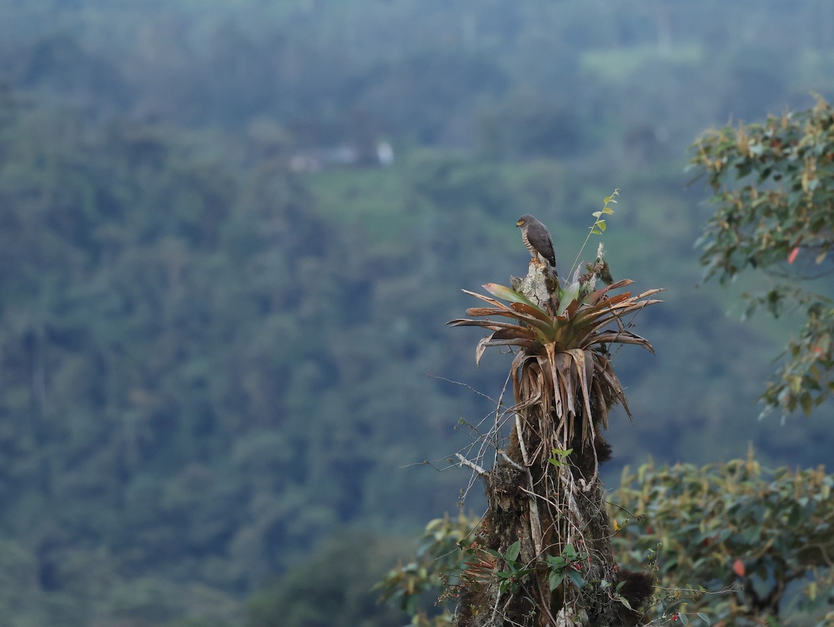 Buse à gros bec - ML646472601