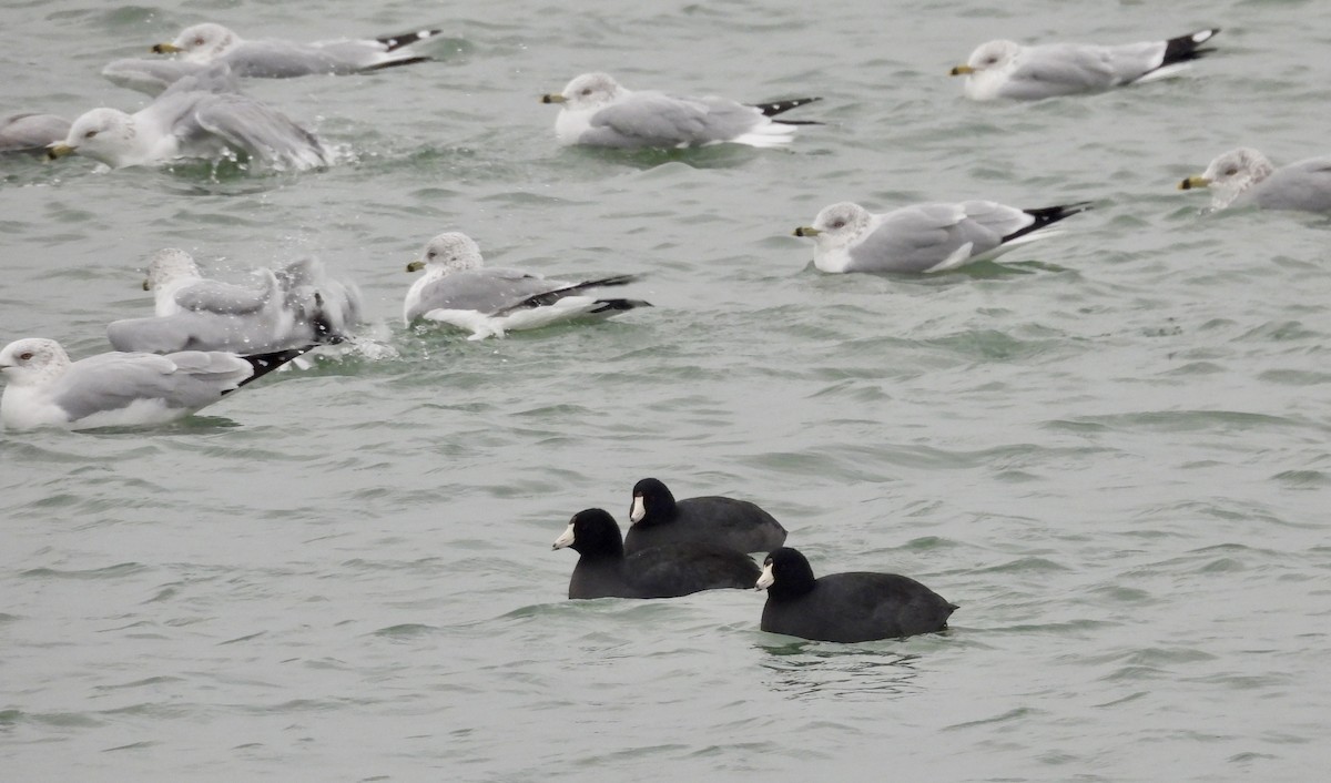 lyska americká (s červeným čelním štítkem) - ML646472602