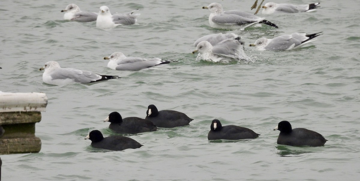 lyska americká (s červeným čelním štítkem) - ML646472603