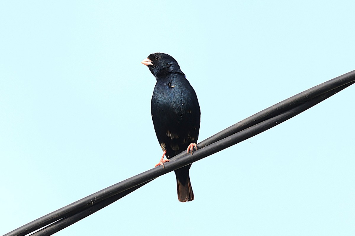 Village Indigobird - ML646472605