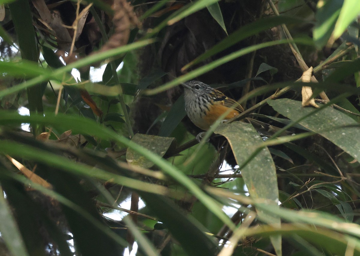 Grisin de Chapman - ML646472606