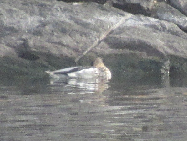 Red-breasted Merganser - ML646472613