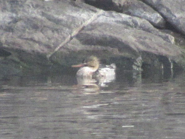 Red-breasted Merganser - ML646472615
