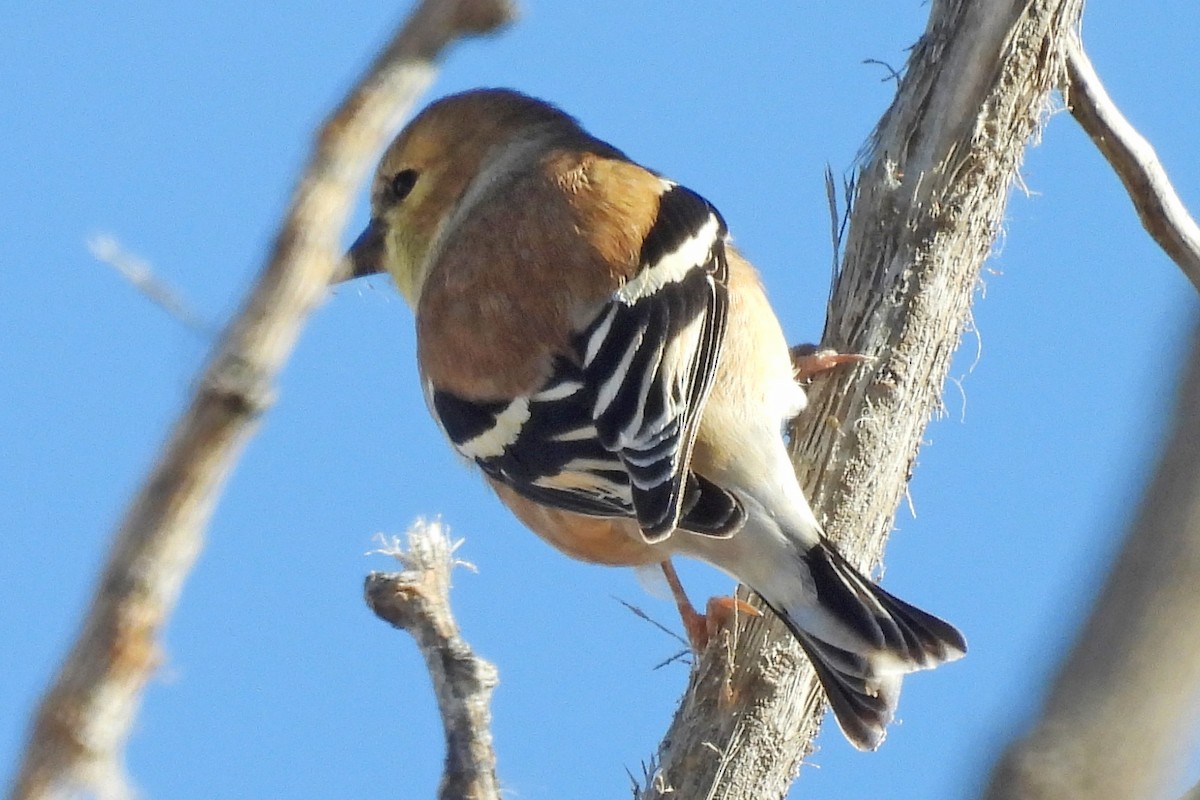 American Goldfinch - ML646472616