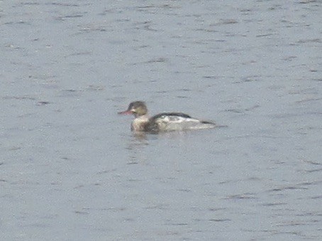 Red-breasted Merganser - ML646472618
