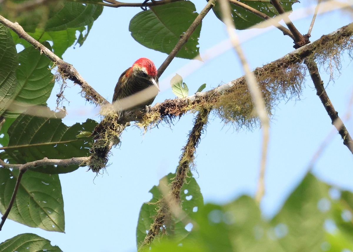 Yellow-vented Woodpecker - ML646472621