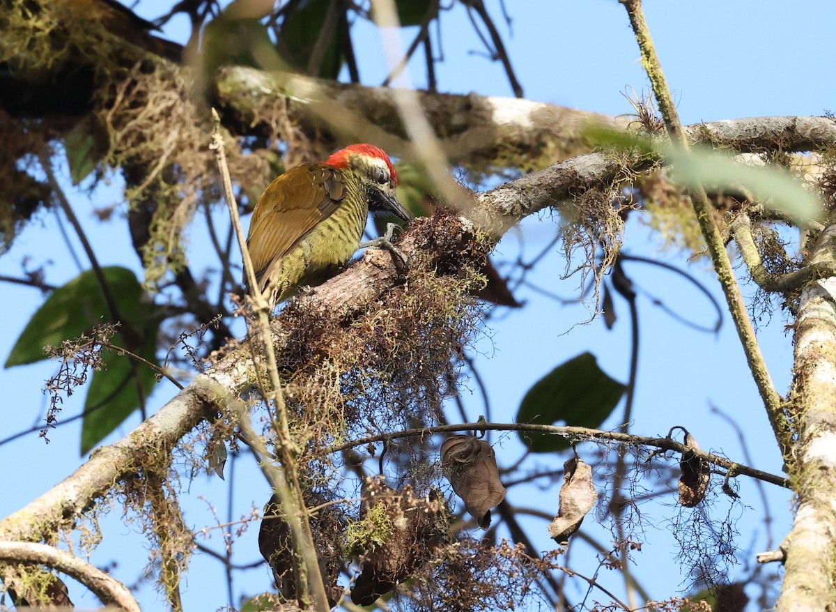 Yellow-vented Woodpecker - ML646472623