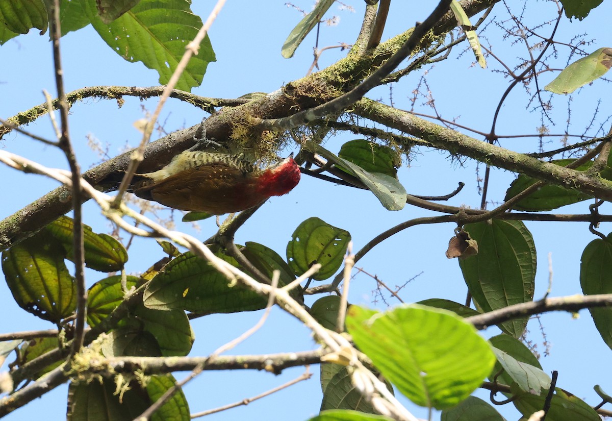 Yellow-vented Woodpecker - ML646472624